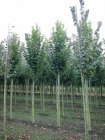 Tilia platyphyllos  6/8  HO  ZOMERLINDE