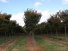 Zelkova serrata 'Green Vase' (Flekova) 8/10  HO  JAPANSE ZELKOVA