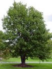 Acer pseudoplatanus 25 st. 60-90  BW  GEWONE ESDOORN-BERGESDOORN