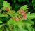 Acer tataricum ginnale 25 st. 60/90 Acer tataricum subspecie ginnale 25 st. 60-90  BW | CHINESE ESDOORN
