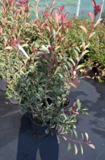 Photinia fraseri ‘Pink Marble’® 80/100 C10 Photinia fraseri ‘Pink Marble’®(=Cassini) - Glansmispel 80-100 C10