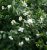 Philadelphus virginal 25 st. 40/60 BW Philadelphus virginal 25 st. 40-60  BW  |  BOERENJASMIJN