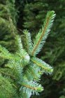 Picea omorika 25 st.30-50  BW  | SERVISCHE SPAR☃