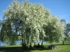 Prunus padus 25 st. 60-90  BW  | VOGELKERS