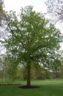 Quercus robur 25 st. 60-90   BW |  ZOMEREIK-EIK