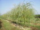 Salix alba 25 st. 60-90 BW |  KNOTWILG-SCHIETWILG