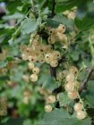 Ribes rubrum 'Witte parel' 60-90 BW 10 stuks | Witte bes-Trosbes-Aalbes