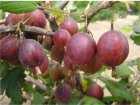 Ribes uva-crispa 'Hinnonmaki Red' 30-60 BW 10 stuks | Rode stekelbes-Kruisbes