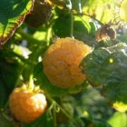 Rubus idaeus 'Fallgold'  40-60  BW 10 stuks | Gele herfstframboos