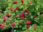 Rubus 'Tayberry' 30/40 C2 Rubus 'Tayberry' | Braamboos-Tayberry 30/40 C