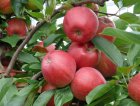 Malus domestica 'Jonathan'  BW  | Appel