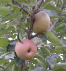 Malus domestica 'Reinette de France'  BW  | Appel