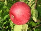 Malus domestica 'Sterappel'(Reinette Rouge Etoile=Rote Sternrenette)  BW  | Appel