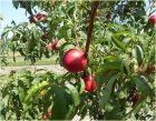 Prunus persica nucipersica 'Red Gold'  BW  | Nectarine