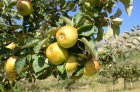 Malus domestica 'Reinette Descardre'  BW | Appel