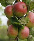 Malus domestica 'Winterrambour'  BW | Appel