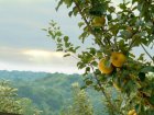 Malus domestica 'Pomme D'or'  HALFSTAM  BW | Ciderappel