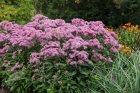 Eupatorium maculatum ‘Phantom’