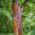 Betula albosinensis 'Fascination' 8/10 HO Betula albosinensis 'Fascination'  8/10  HO  CHINESE RODE BERK