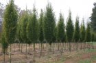 Carpinus betulus 'Albert Beeckman'  6/8  HO  ZUILHAAGBEUK