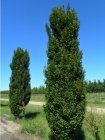 Carpinus betulus 'Lucas'  6/8 HO ZUILHAAGBEUK