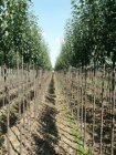 Pyrus communis 'Beech Hill' 8/10 HO Pyrus communis 'Beech Hill'  8/10  HO   SIERPEER