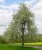 Pyrus communis 'Beech Hill' 8/10 HO Pyrus communis 'Beech Hill'  8/10  HO   SIERPEER