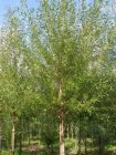 Salix caprea  6/8  HO  BOSWILG-WATERWILG