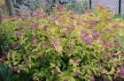 Spiraea japonica 'Goldflame' 10 st. 25-30  BW  3/5 T | SPIERSTRUIK