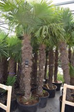 Trachycarpus fortunei 300-350 C110 Trachycarpus fortunei  (= Chamaerops excelsa) | Palmboom 300-350 C110