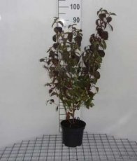 Cornus sanguinea 60/80 C Cornus sanguinea - Rode kornoelje 60-80 C