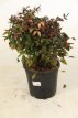 Nandina domestica ‘Fire Power’40/50 C10 Nandina domestica ‘Fire Power’-Hemelse bamboe 40-50 C10