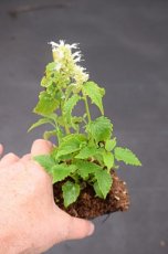 Agastache rugosa 'Alabaster' | Witte anijsplant 100 P9