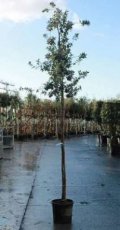 Quercus ilex - PROMO AFHALING - 8/10 HO C25 STEENEIK
