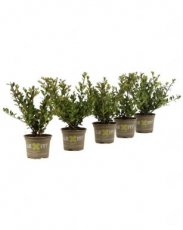 Ilex crenata 'Dark Green'®  50 st. Ilex crenata 'Dark Green'® 15 P9