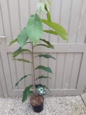 Asimina triloba 'Summer Delight' 50-60 C5 | Pawpaw-Prairiebanaan