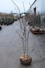 Amelanchier lam.(meerstammig) 150/175 Mot Amelanchier lamarckii (meerstammig) - Krentenboompje 150-175 Mot