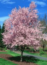 Prunus cerasifera Nigra(= Pr.pissardii) 6/8 HA  KERSPRUIM