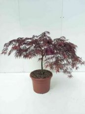 Acer palmatum ‘Inaba-shidare’ 60/80 C10 Acer palmatum ‘Inaba-shidare’ - Esdoorn 60-80 C10