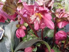 Helleborus 'Ice N' Roses® 'Rosalie' | Nieskruid 25-30 C3