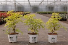 Sambucus racemosa 'Lemony Lace®' - Vlier 30-40 C3