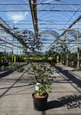 Acer palmatum 'Brown Sugar'® - Esdoorn 60-80 C10