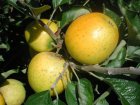 Malus domestica 'Ananas Reinette' HALFSTAM BW  | Appel