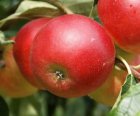 Malus domestica 'Scrumptious'®   BW  | Appel