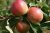 Malus domestica 'Scrumptious'® STR Malus domestica 'Scrumptious'®   BW  | Appel