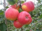 Malus domestica 'Rubinola'  BW | Appel