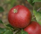 Malus domestica 'Redsleeves'  BW   | Appel