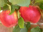 Malus domestica 'Red Windsor'®  BW  | Appel