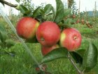 Malus domestica 'Rajka'®  BW  | Appel