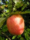 Malus domestica 'Groninger Kroon'  BW  | Appel